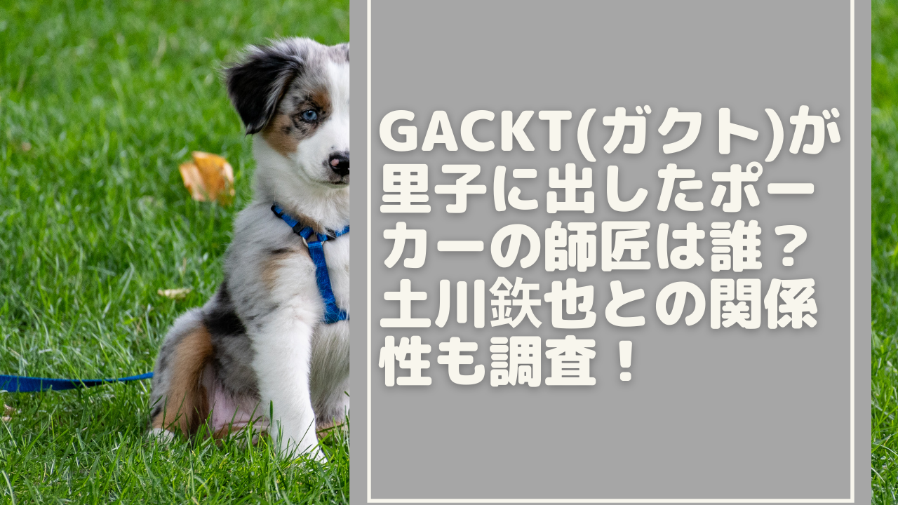 gackt-dog